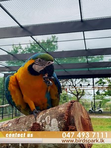 South Asia's largest bird park 🦜 Over 11,000 birds and 3,500 species 🤯 Like our page for more info! | Birds Park Hambantota Sri Lanka