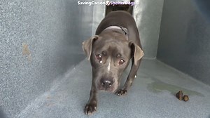 24 reactions · 39 shares | Rescued  A5495952 ✰ MARLA -8/18/22-...