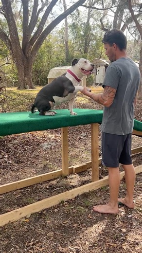 Dog Training Fails Learning Jump Into My Arms #cuteanimals #puppy #puppyvideos #cutealert #doglife