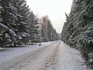 Essential Science: New threat to Christmas trees discovered