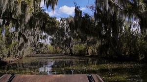 Trees In Swamp In Louisiana 4019 Stock Footage SBV-300860432 - Storyblocks