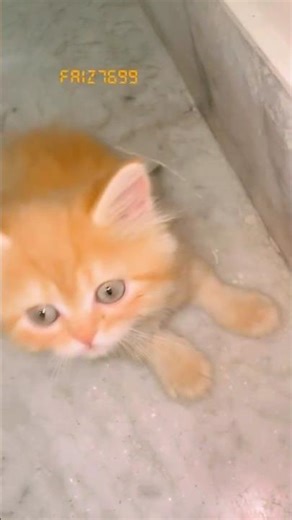 Why Kittens Love to Bite Your Hands