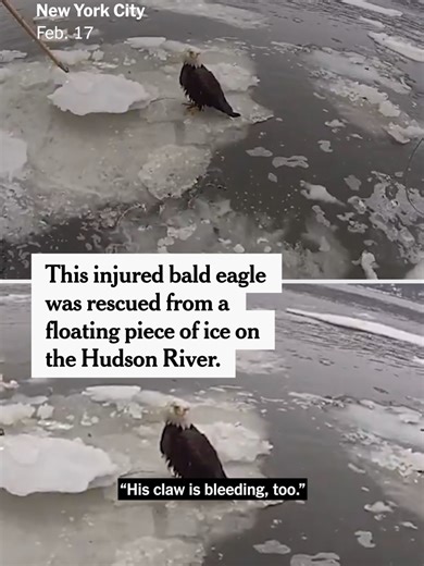 New York City police officers rescued a bald eagle in distress during a patrol along the Hudson River. The authorities took the injured bird to a rehabilitation center in New Jersey, which is working to stabilize it to allow for further testing and treatment. #NYC #eagle