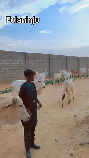 Fulani #varal #bodybuilding #100MillionViews #nigerian #tranding | Gaddafee M Yuseep