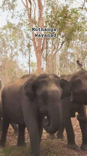 #Wildlife #Elephant #Nature #ForestLife #WildAndFree #JungleVibes