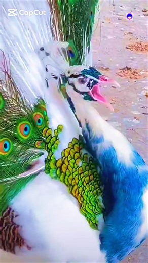 Peacock Sound Real Peacock Call & Voice Recording #peacock #peafowl #pavo #morpakshi