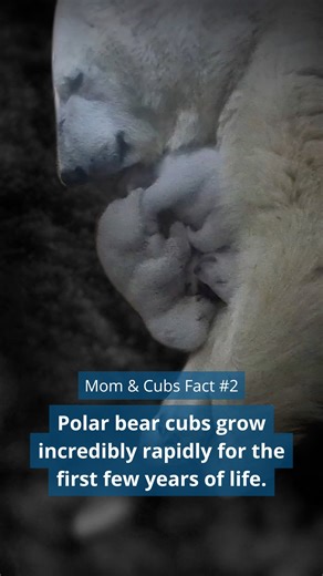 International Polar Bear Day is February 27th! We’re counting down with our top 6 mom and cub facts. 🐻‍❄️ Fact 2: Polar bear cubs grow incredibly rapidly for the first few years of life. ❄ Newborn cubs are only ~0.6 kg (1.3 lbs.) when born. By 3 months old, they may weigh ~10–12 kg (22-26 lbs.), growing approximately 20 times their original body weight in 12 weeks. If newborn humans did this, we’d need adult-size bassinets. ❄ Cubs continue growing rapidly, more than doubling their weight betwee