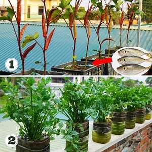 481K views · 10K reactions | The Secret To Growing Okra Super Fast and Celery in the Garden | Great DIY Idea | Facebook