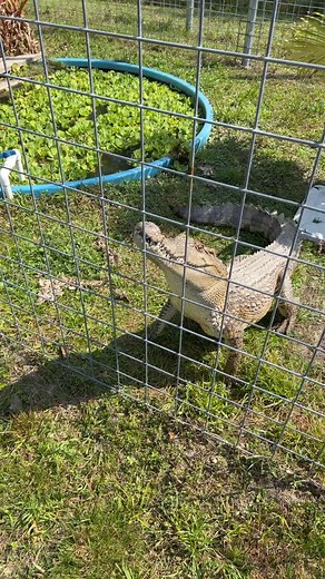 Ever see a crocodile climb a fence? Siamese crocodile at Justin Brown’s was eager to get a few pieces of chicken | Nathan Jordan Photography