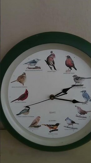 How Bird Clock sounds. #bird #clock