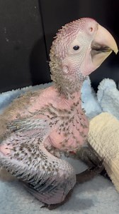 Please say hello to Artemis .. love his new name. 💖💖💖New family are in love! | Macaws And More