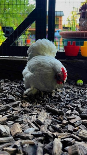 Digging * Chickens are omnivores and enjoy digging for insects, worms, and other invertebrates, which are an important part of their diet. * Scratching at the ground helps them expose these tasty treats hidden beneath the surface - you can replicate this by scattering seeds * Digging and scratching wears down their nails to a comfortable length * Scratching can also be a social behavior, with chickens often scratching together in groups. A busy chicken is a happy chicken! #ilovemychickens #chick