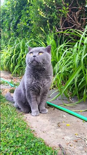 Blue British Shorthair Cat