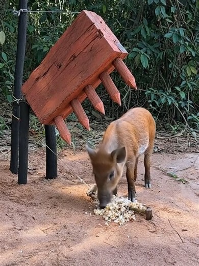 A fast, powerful wild boar trap made from a sharp wooden log. #wildboar #pigtrap #wildboartrap #animals