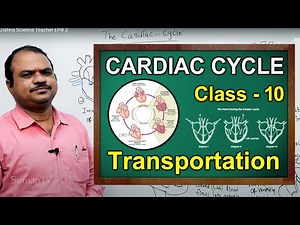 How Your Heart Works - Cardiac Cycle - Transportation || Class 10 Biology || SumanTV Education