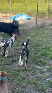 225K views · 1.2K reactions | Jt Strong’s Beyond the Veil “Ouija” Lazy 44’s Throwin’ Shade “Maui” Lazy 44’s Cardinal Sin “Avarice” Lazy 44’s Chief (who is available ) Lazy 44’s Buck (owned by Eric Sutton) The four lazy 44 puppies are out of our Costa x CH Monroe cross…酪 | Lazy 44 Catahoulas | Facebook