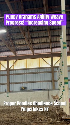 Puppy Graham’s Agility Weave Progress! “Increasing Speed!” #fingerlakes #properpoodles