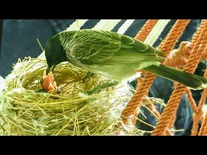 Bulbul Birds Feeding their Little Babies | Bulbul Bird Nest | Baby Bird's in Nest