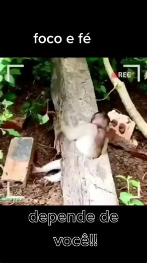 José Wilson no TikTok