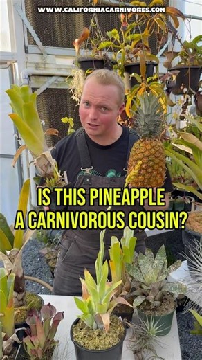 Is this pineapple a carnivorous cousin?