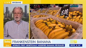 After 20 years of hard work, Queensland scientists have developed a genetically modified banana that could be the solution to saving the beloved fruit from disappearing one day. #9Today | WATCH LIVE 7am | TODAY