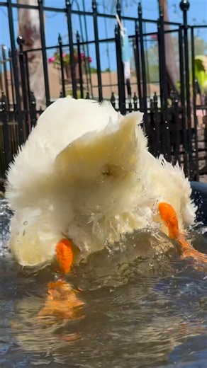 What Is That… 🦆