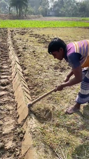 Manual Field Ridge Building: Farmer Shapes Earth Bund with Traditional Hoe
