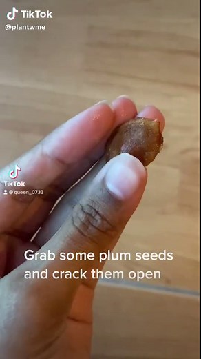 Growing Plums: Planting Tips and Seed Cracking Guide
