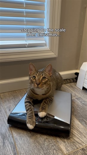 28K views · 10K reactions | time for those new year’s resolutions #catsofinstagram #funnycatsofinstagram #funnycat #cat #catlover #catmom | The Loki Show | Facebook