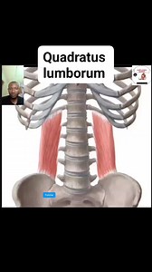 Quadratus lumborum muscle anatomy #muscle #humananatomy #medicalstudents #medicaleducation #NursingStudent | Chisom Godwin Aja