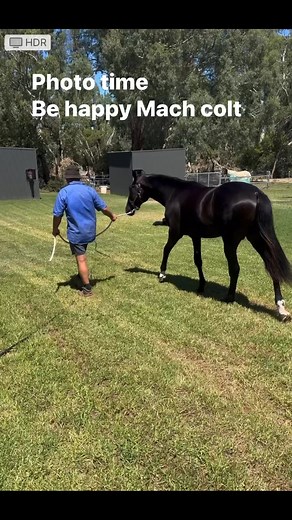 1.1K views · 46 reactions | Wingate farm | Wingate Farm Standardbred Stud | Facebook