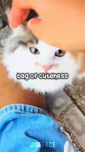 This Is How You Accidentally Adopt a Kitten 😸