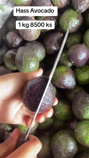 Hass avocado price 1 kg 8500 Ks – Hass အာဗိုကာဒိုဈေးနှုန်း
