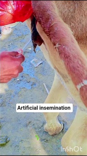 Artificial insemination in cattle 🐄 / technique of A.i #cow #animals #shorts #doctor