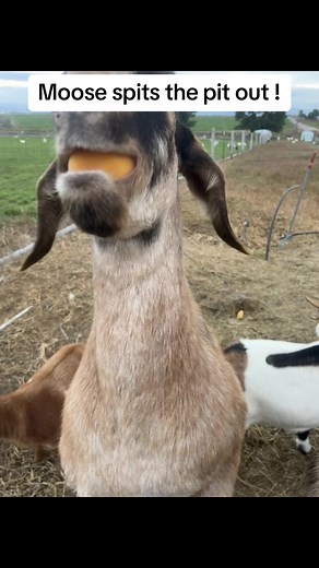 Moose eats a peach and then spits the pit out. #moosethegoat #peaches #goat #ranching