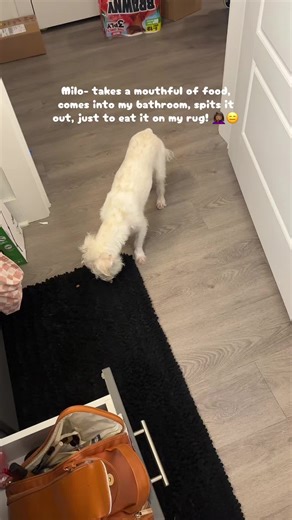 It’s.Cece | TTS Girly✨ (@cecebecookin)’s videos with Heartwarming, everyday, funny BGM(1194980) - K's note