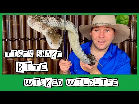 Bitten By A Tiger Snake - Interview with Ben Avery