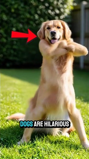 Top 5 FUNNY DOG Moments That Will Make You Laugh 😂🐾