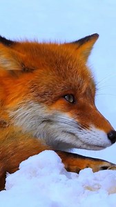 Animal Planet TV on Reels