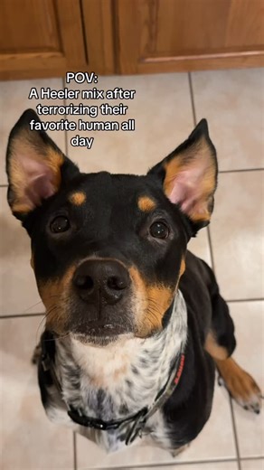 Moog on Instagram: "Just trying to herd you, not hurt you 😅 #heelersofinstgram #pitbulls #adoptdontshop #rescuedog #moogthepup"