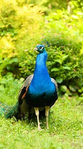206 reactions · 11 shares | Peacock (Indian Peafowl – Pavo cristatus)...