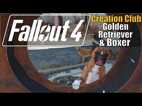 Fallout 4 - Golden Retriever & Boxer (Creation Club Reviews)