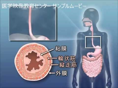 目で見る医学の基礎 第2版 Vol.6 消化器系