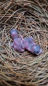 304K views · 4.4K reactions | First time eating.. | Jejak Manok | Facebook