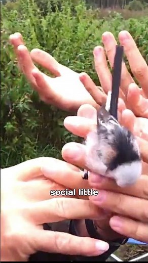 Shimaenaga: The Cute Snow Fairy or Fluffy Nightmare?