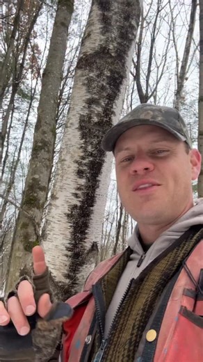 Ethan Tapper on Instagram: "What do gray birch trees have to do with forest’s history — and beavers?? There are some tree species whose presence can give us general clues about a forest’s history — and then there are a few species that tell us something very specific. One of these latter species is gray birch (Betula populifolia). Gray birch is a “pioneer” tree species, and a very short-lived one — usually living up to just 20 years old — and in my experience it ONLY grows in abandoned fields an