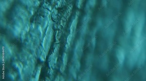Scales of sea food fish under the microscope. Migration and variability of animals under the influence of changing climate conditions.