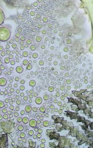 Microscopic bubbles up close, can you hear them?