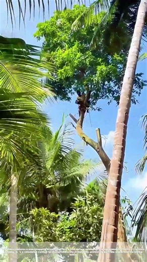 Bending Treetops to Ground: Why He Straps Himself to a Trunk