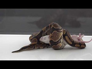 Ball Python Smashes Rat - Warning Live Feeding